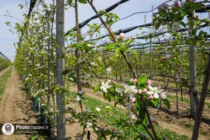 شکوفه&zwnj;های بهاری درختان میوه آستان قدس رضوی