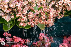 گل آرایی حرم مطهر رضوی در دهه کرامت
