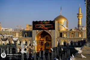 نصب کتیبه&zwnj;های شهادت امام حسن عسکری علیه&zwnj;السلام در حرم مطهر رضوی