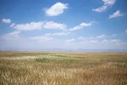 آغاز برداشت مکانیزه از ۷۴۰ هکتار اراضی موقوفه شرکت کشاورزی رضوی