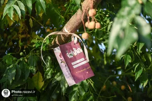 جشن ویژه دختران در دهه کرامت