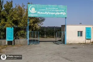 آغاز برداشت سیب پاییزه از باغات متراکم مزرعه نمونه