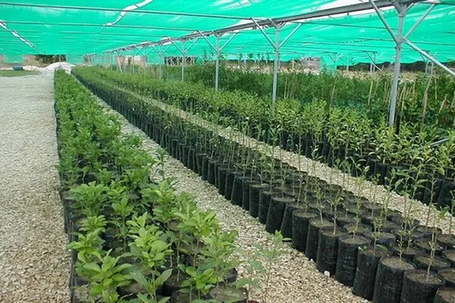 پروژه اشتغال زایی نهال‌های مثمر روستای خوران به ۱۰ هزار اصله رسید