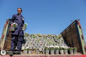 گل&zwnj;آرایی حرم مطهر رضوی در هفته وحدت با 25 هزار شاخه گل نذری
