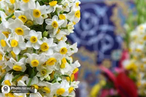 گل&zwnj;آرایی ضریح منور رضوی با گل&zwnj;های نرگس اهدایی از بهبهان