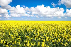 عملکرد ۲ برابری مزارع کلزای کشاورزی رضوی نسبت به میانگین کشوری
