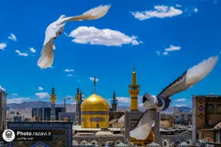 عکس با کیفیت : پرواز کبوتران بر فراز حرم مطهر رضوی