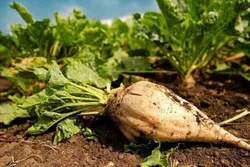 عبور از کشت سنتی؛ رایزنی با کشاورزان برای توسعه کشت پاییزه