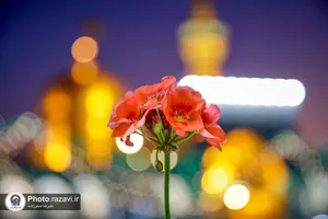 شب میلاد امام حسن عسکری(علیه&zwnj;السلام) در حرم مطهر رضوی