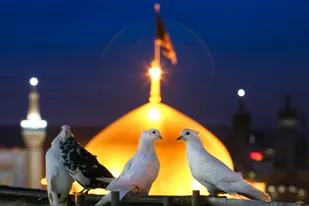 عکس با کیفیت : کبوتران حرم امام رضا علیه السلام