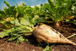 عبور از کشت سنتی؛ رایزنی با کشاورزان برای توسعه کشت پاییزه