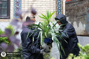 ورود کاروان گل&zwnj;های اهدایی به حرم مطهر رضوی