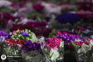اهدا 2 هزار شاخه گل به حرم مطهر رضوی