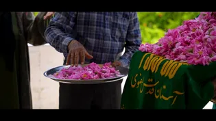 روایتی از گل محمدی و گلاب خاص حرم مطهر رضوی