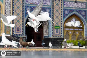 مسجد گوهرشاد حرم مطهر رضوی