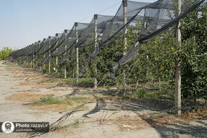 بازدید کارکنان آستان قدس رضوی از مزرعه نمونه