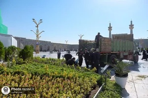 گل&zwnj;آرایی حرم مطهر رضوی در هفته وحدت با 25 هزار شاخه گل نذری