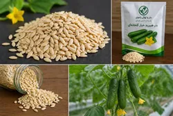 تولید بذر هیبرید خیار در مسیر کاهش وابستگی به واردات