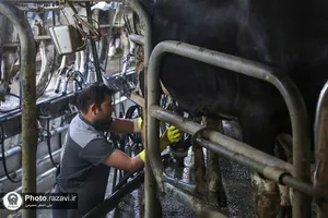 بازدید کارکنان و خدام حرم مطهر از شرکت فرآورده&zwnj;های لبنی رضوی