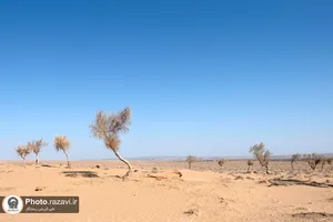 کاشت 7500 اصله نهال تاغ در روستای صمدآباد سرخس