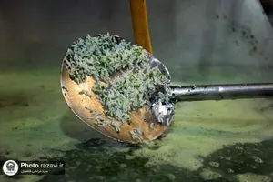 پخت و توزیع غذای متبرک ماهی سفره شب عید در مهمانسرای حضرت