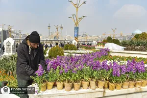 گل آرایی عیدانه حرم مطهر رضوی