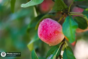 آغاز برداشت سیب پاییزه از باغات متراکم مزرعه نمونه