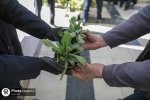 اهدا 2 هزار شاخه گل به حرم مطهر رضوی