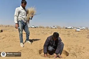 کاشت 7500 اصله نهال تاغ در روستای صمدآباد سرخس