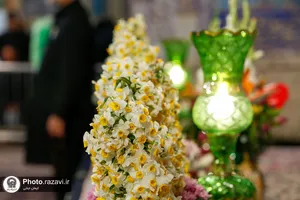 اهدای 8 هزار شاخه گل نرگس به حرم مطهر رضوی