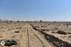 کاشت 7500 اصله نهال تاغ در روستای صمدآباد سرخس