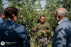 بازدید کارکنان آستان قدس رضوی از مزرعه نمونه