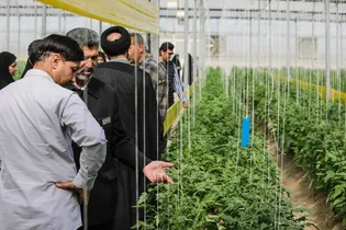 بازدید خادمان و کارکنان آستان قدس رضوی از باغات مزرعه نمونه 