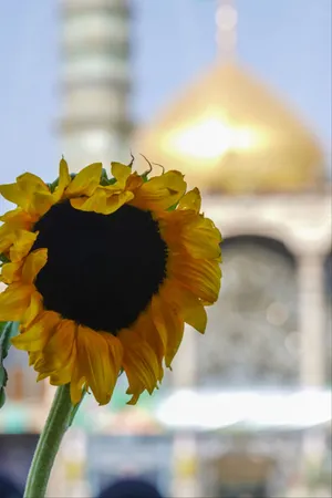 ورود حضرت به قم