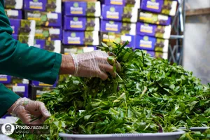 بسته بندی و توزیع افطار سبک در چایخانه حضرت رضا علیه&zwnj;السلام