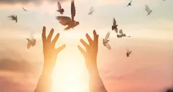 در لحظه آخر؛ نذر رهایی در شیراز جان محکوم را نجات داد / جلوه‌ای از کرامت امام رضا (ع) در فارس