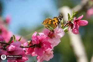 شکوفه&zwnj;های بهاری درختان میوه آستان قدس رضوی