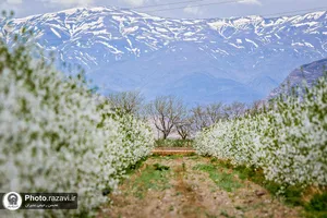 شکوفه&zwnj;های بهاری درختان میوه آستان قدس رضوی