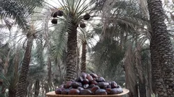 ارسال ۴ تُن خرمای مضافتی به مشهد برای پذیرایی از زائران امام رضا (ع)