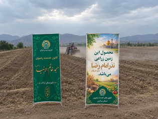 ۱.۵ هکتار زمین در خنداب به نیت امام رضا (ع) زیر کشت گندم رفت