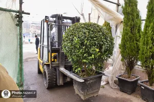 گل آرایی عیدانه حرم مطهر رضوی