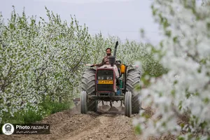 شکوفه&zwnj;های بهاری درختان میوه آستان قدس رضوی