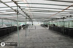 بهسازی مسیر ورودی رواق دارالحجه حرم مطهر رضوی
