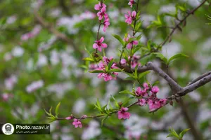شکوفه&zwnj;های بهاری درختان میوه آستان قدس رضوی