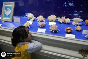 گنجینه آبزیان موزه مرکزی آستان قدس رضوی