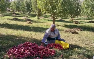 کام مخدومین اهری با سیب‌های درختان نذری شیرین شد