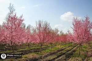 شکوفه&zwnj;های بهاری درختان میوه آستان قدس رضوی