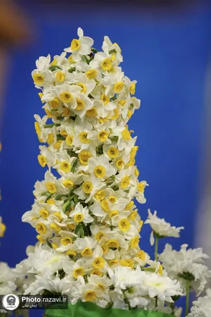اهدای 8 هزار شاخه گل نرگس به حرم مطهر رضوی