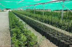 پروژه اشتغال زایی نهال‌های مثمر روستای خوران به ۱۰ هزار اصله رسید