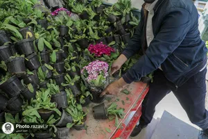 اهدا 2 هزار شاخه گل به حرم مطهر رضوی